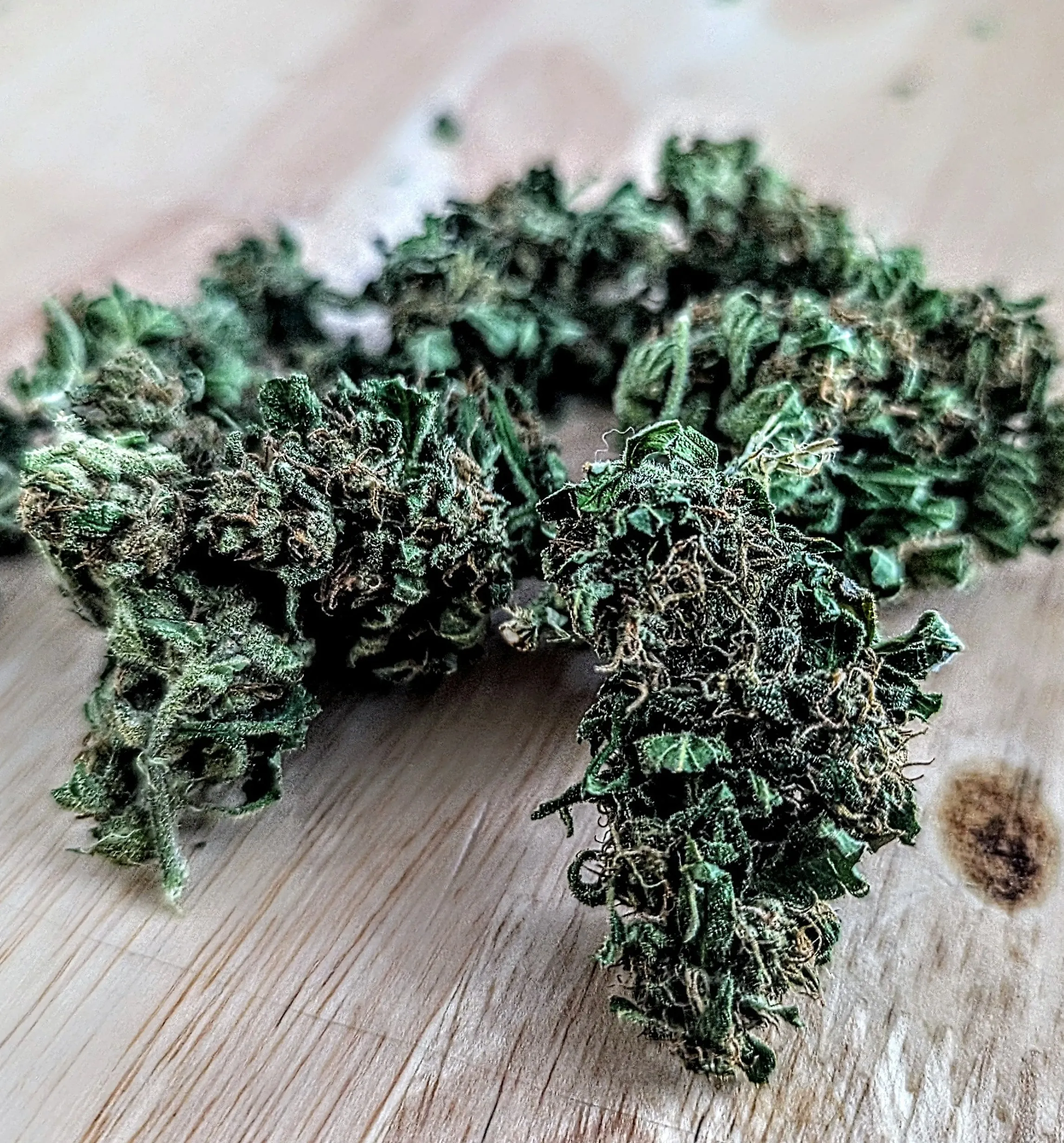 Honey Bananas — Flower, Divine Toke Detroit, photo 2